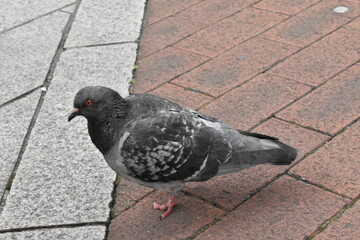 道路を散歩するハト