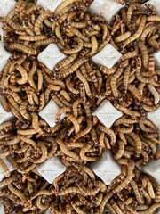 Fototapeta premium Closeup bird worm, Food for animals, insect