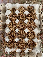 Closeup bird worm, Food for animals, insect