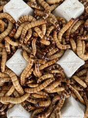 Closeup bird worm, Food for animals, insect