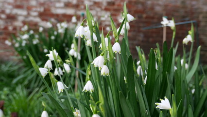 White galanthus or snowdrop against soft blurred brick wall background