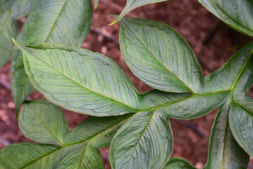 コンニャクの葉