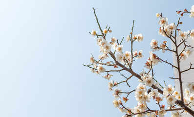 Cherry blossoms on a branch in spring
