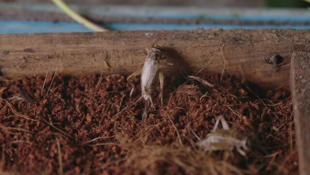 The life of a cricket in a farm