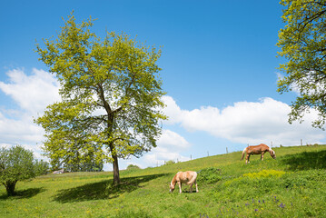 two horses grazing on lush green pasture, sunny spring landscape upper bavaria