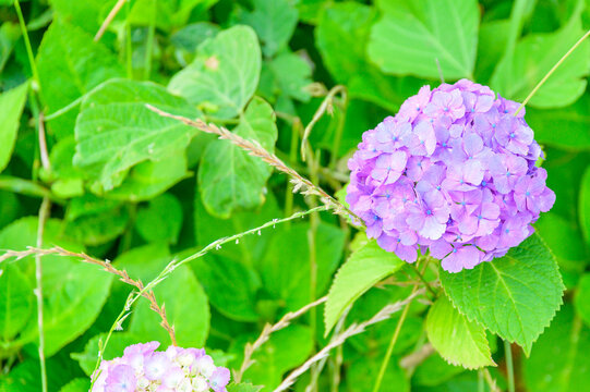 南阿蘇images Browse 2 295 Stock Photos Vectors And Video Adobe Stock