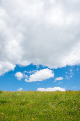 Fototapeta na wymiar green meadow with flowers, blue sky and grey clouds with copy space