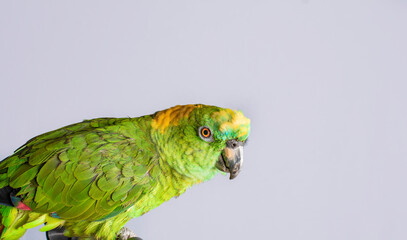closeup of a green feather parrot, A green Psittacoidea in white background, closeup of a green...