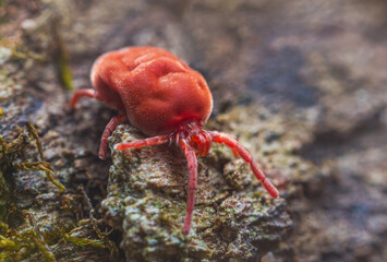 Velvet Mite - Trombidium holosericeum walking on a tree