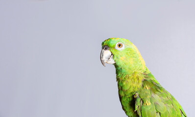 closeup of a green feather parrot, A green Psittacoidea in white background, closeup of a green parrot eye with copy space