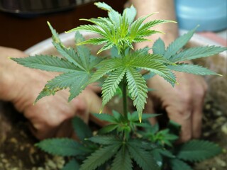 fragment of a marijuana bush in a container with male hands loosening the soil on a blurred...