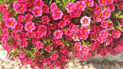 Panorama of red petunia flowers.
