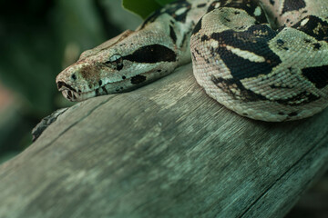 Boa constrictor posada en rama