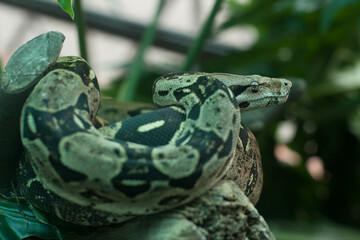 Boa constrictor envuelta