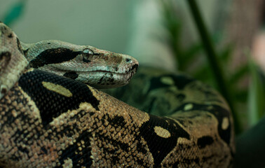 Boa constrictor