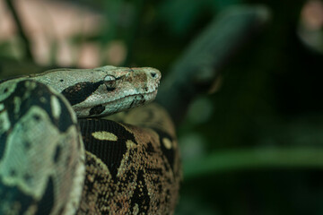 Boa constrictor