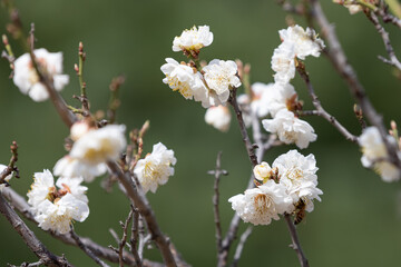 Cherry blossoms on a branch in spring