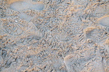 footprints of many birds on yellow sand