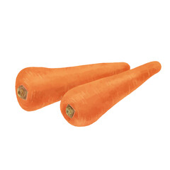 水彩タッチの人参