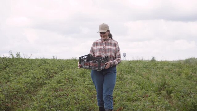 Happy woman in plaid shirt and cap carries black box with ripe berry. Farmer walks through strawberry field with smile and inspects it. Smooth camera movement back. Cloudy summer day in countryside.