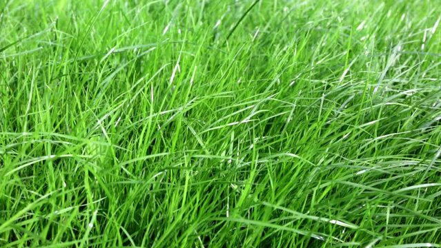 Close-up side view of a green lush lawn background. Dense grass scene. Maintenance and fertilization of the garden. Video footage hd. Healthy plant cover. Natural wallpaper. Freshness. Summer season.