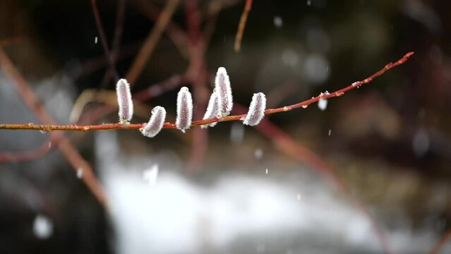 雪景色　柳の新芽　スローモーション　長野県木曽郡上松町　日本　