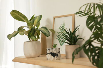 Beautiful green houseplants and picture on wooden shelf indoors. Interior design