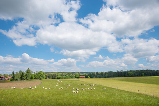 green pasture with grazing sheep flock, blue sky with clouds, rural landscape
