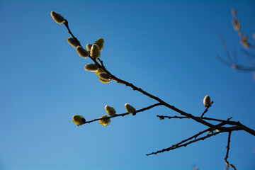 Wiosenne bazie na drzewie na koniec zimy i początek wiosny, a w tle niebieskie słoneczne niebo.