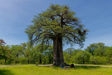 single old baobab tree on green meadow, Botswana
