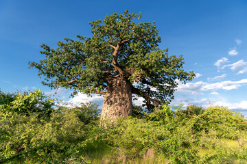 Tall, large African baobab tree in the savannah, Gweta, Botswana