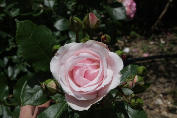 サマーレディー