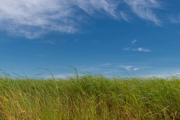 light cloudy sky in bush landscape of Botswana