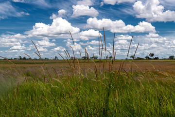 Fototapeta na wymiar light cloudy sky in bush landscape of Botswana