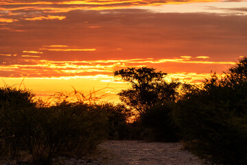 african sunset with view from the camp into the bush, Botswana