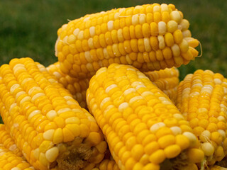 Ukrainian corn
