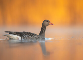 Greylag goose (Anser anser) in beautiful morning light