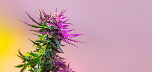 Cannabis Modern Banner Background, Medical Marijuana Plant with Purple Bud. Colorful and Aesthetic...