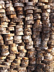 Birch firewood. Log cuttings stacked for drying.