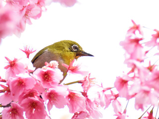 A white eye is  showing its face out of  the kawazu cherry blossoms