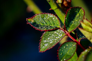 morning summer dew on green leaves