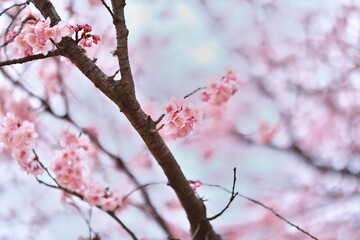 寒桜