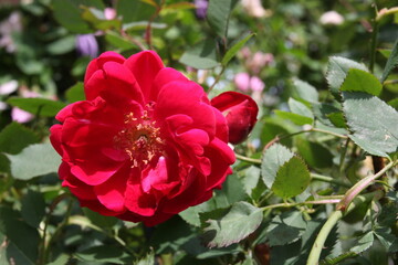 チャイナローズ　クォステンシャン（国色天香）