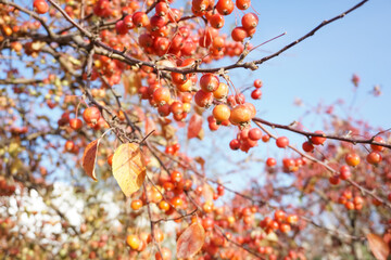 Branches with wild apple fruit. Richly decorated beautiful apple tree against the blue sky in the garden