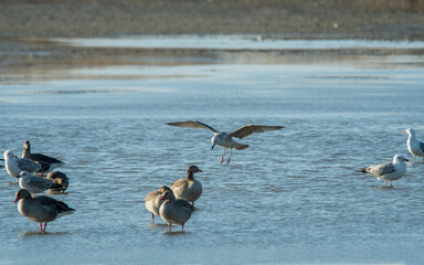 bird, wasser, natur, möve, wild lebende tiere, meer, tier, see, fliegender