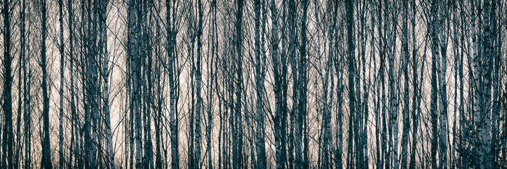 White  trees with beautiful birch bark in grove. Birch wood with a lot of thin trees. Background...