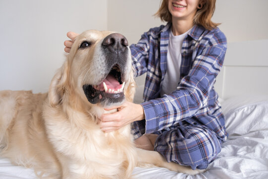 A Young Woman Is Happily Spending Time With Her Purebred Dog. Girl Scratching Her Golden Retriever In Her Bedroom On The Bed. Concept: Love Of Animals, Friendship, Authenticity, Happiness, Pets