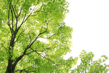 Fototapeta premium 新緑のカエデの木