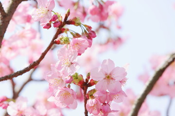 Fototapeta premium ピンク色の陽光桜