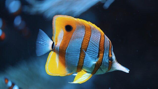 Astonishing beautiful fish with orange and white stripes. Underwater life concept. High quality photo